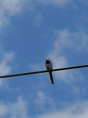 Linerle (Motacilla alba)