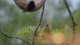 Grønnfink (Carduelis chloris)