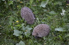 Hedgehog (Erinaceus europaeus)