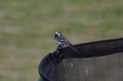 White Wagtail (Motacilla alba)