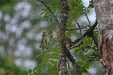 Grønnfink (Carduelis chloris)