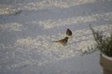 Bokfink (Fringilla coelebs)