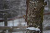 Rødstrupe (Erithacus rubecula)