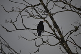 Svarttrost (Turdus merula)