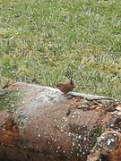 Winter Wren (Troglodytes troglodytes)