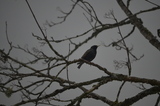 Stær (Sturnus vulgaris)