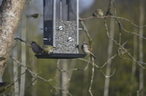 Gråspurv (Passer domesticus)