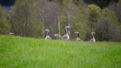 Greylag Goose (Anser anser)