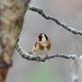 Stillits (Carduelis carduelis)