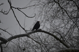 Svarttrost (Turdus merula)