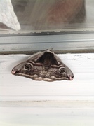 Emperor Moth (Saturnia pavonia)