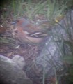 Bokfink (Fringilla coelebs)