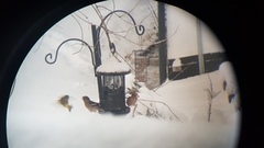 Hawfinch (Coccothraustes coccothraustes)