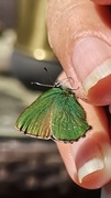 Grønnstjertvinge (Callophrys rubi)