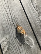 Painted Lady (Vanessa cardui)