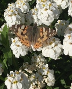 Tistelsommerfugl (Vanessa cardui)