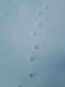 Cat (Felis catus)