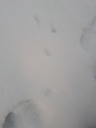 Mountain hare (Lepus timidus)