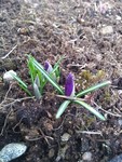 Crocus (Crocus)