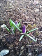 Crocus (Crocus)