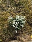 Snøklokke (Galanthus nivalis)