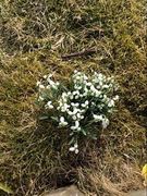 Snøklokke (Galanthus nivalis)