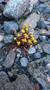 Hestehov (Tussilago farfara)