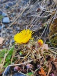 Hestehov (Tussilago farfara)