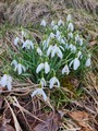 Snøklokke (Galanthus nivalis)