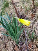 Påskelilje (Narcissus pseudonarcissus)