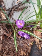 Crocus (Crocus)