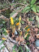 Crocus (Crocus)