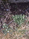 Snøklokkeslekta (Galanthus)