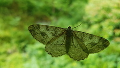 Mottled Beauty (Alcis repandata)