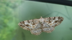 Mottled Beauty (Alcis repandata)