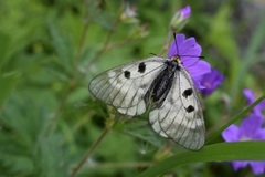 Clouded Apollo (Parnassius mnemosyne)