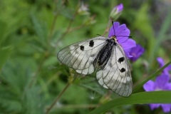 Mnemosynesommerfugl (Parnassius mnemosyne)