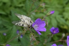 Mnemosynesommerfugl (Parnassius mnemosyne)