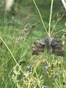 Poplar Hawk-moth (Laothoe populi)