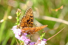 Myrperlemorvinge (Boloria aquilonaris)