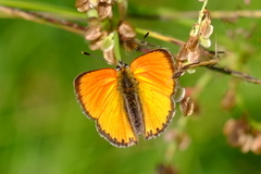 Scarce Copper (Lycaena virgaureae)