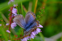 Idas blue (Plebejus idas)