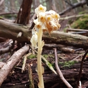 Snau vaniljerot (Monotropa hypopitys subsp. hypophegea)