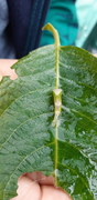 Alder Kitten (Furcula bicuspis)