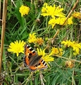 Neslesommerfugl (Aglais urticae)