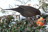 Svarttrost (Turdus merula)