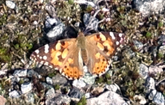 Painted Lady (Vanessa cardui)