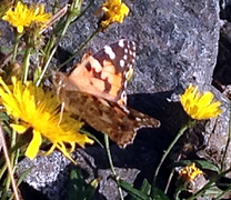 Tistelsommerfugl (Vanessa cardui)