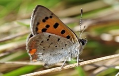 Ildgullvinge (Lycaena phlaeas)