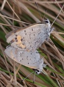 Ildgullvinge (Lycaena phlaeas)